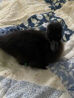 IMG_1030.JPG