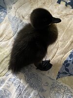 IMG_1033.JPG