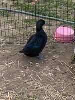 IMG_0878.JPG
