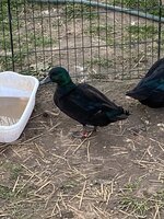 IMG_0879.JPG