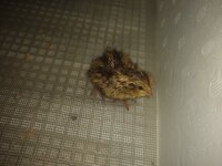 IMG_20200520_093408501.jpg