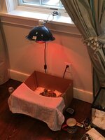 LAMP.JPG