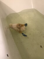97B34769-CD3D-464A-952C-4A3D852BE594.jpeg