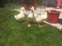 IMG_0487.JPG