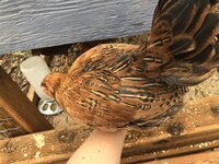 45F200F0-3EA1-4ED8-B7E5-BA42E0073346.jpeg