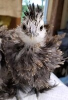 Chick 1 b.jpg