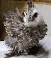 Chick 2.jpg
