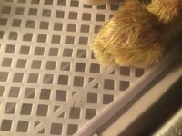 9534F93B-D31D-4A68-A385-32B2ECBEB57F.jpeg
