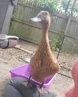 IMG_20200520_172421_699.jpg
