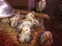the big chicks in the brooder 5-21.jpg