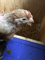 Chick 9.JPG