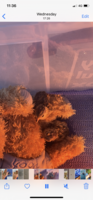6BACC9B7-DA60-4CFF-94FF-122760BECBEF.png