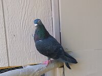 IMG_20200518_131300293.jpg