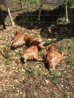 8 Week Old Pullet Pics 1 - laying in the grass.jpg
