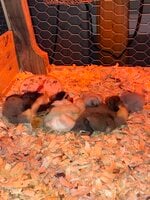 Brooder 2.JPG