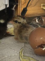 7D89078D-EE86-4FEA-B843-8C8E69A00117.jpeg