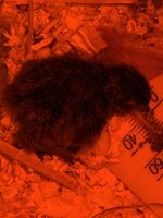8F243078-D6B0-4AD9-AAF3-4B1DDB3C1899.jpeg
