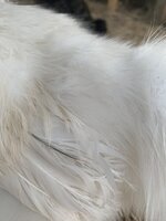 B0848D4E-7AD8-4323-A8E7-946AD6DED49C.jpeg