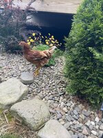 44E6795C-BFD6-4393-916C-CA3F54228506.jpeg