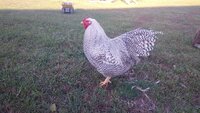 AGGRESSIVE BEHAVIOR BY THE MALE CHICKEN DIRECTED AT HUMANS: MAN-FIGHTING