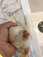 IMG_0789.jpeg