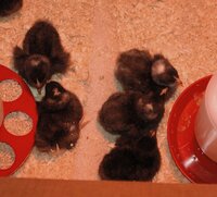 3 day old chicks.jpg