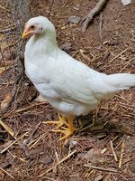 white chicken.jpg