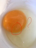 246922DC-1F6E-4D55-B0C7-7F58EFF05125.jpeg