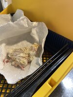 baby chick.jpeg