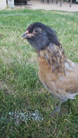 20200527_202912.jpg