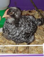 chick 2.jpg