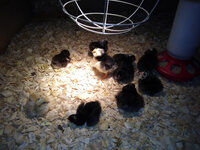 Westley&Eustace's chicks hatched 5-23-20.jpg