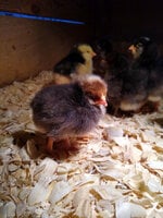 Eustace's Chick Hatched 5-23-20.jpg