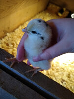 Westley&Brahma chick hatched 5-23-20.jpg
