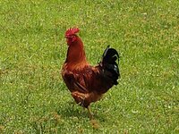 rooster picture.jpg