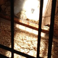 824AM-1st-chick.jpg