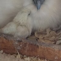 824AM-1st-chick3.jpg