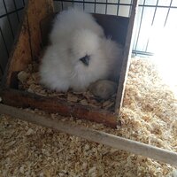 825AM-1st-chick.jpg