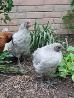 20200528_185131.jpg