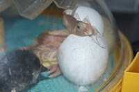 incubator chick 3 from leghorn.jpg