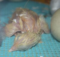 incubator chick 3 leghorn out of shell.jpg