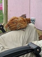 IMG_20200530_091536.jpg
