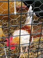Red Pyle Bantam Rooster (12-29-19).jpg
