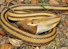 thyellow rat snake.jpg
