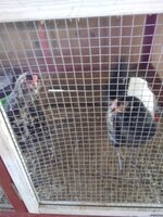 IMG_20200531_125614163.jpg