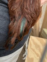 IMG_8165.jpeg