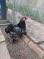 IMG_20200531_202551.jpg