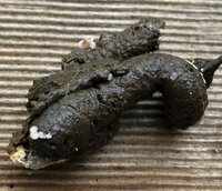 Photo 2-6-20, 16 46 00 (2).jpg