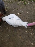 20200602_110946.jpg