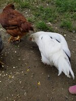 20200602_110951.jpg